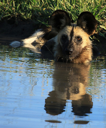 At Londolozi game reserve