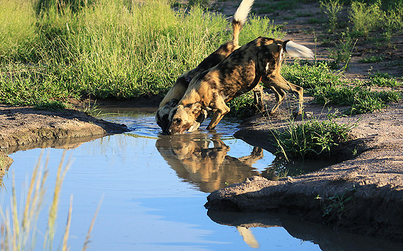 At Londolozi game reserve