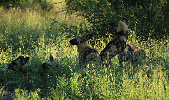 At Londolozi game reserve