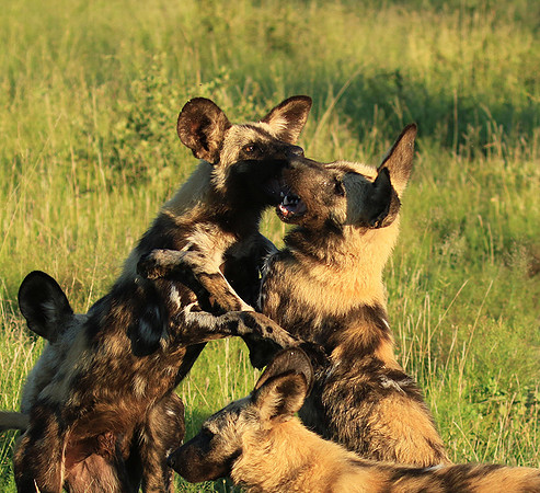 Londolozi game reserve