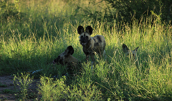 At Londolozi game reserve