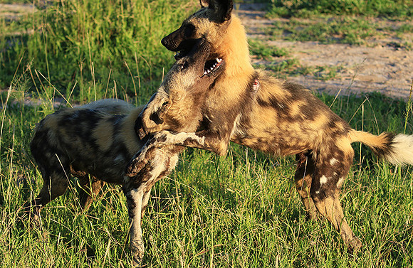 At Londolozi game reserve