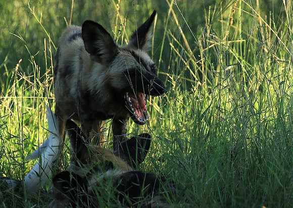 Londolozi Game Reserve