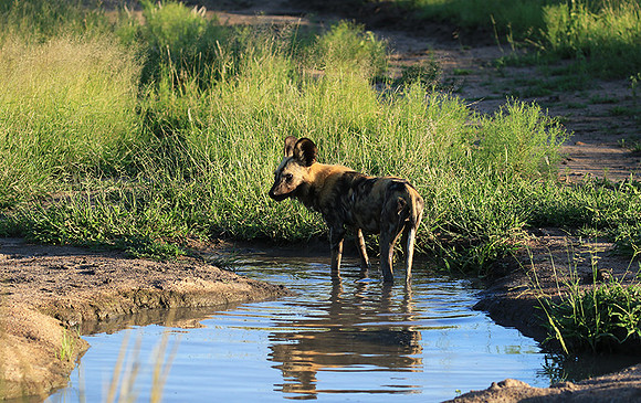 At Londolozi game reserve