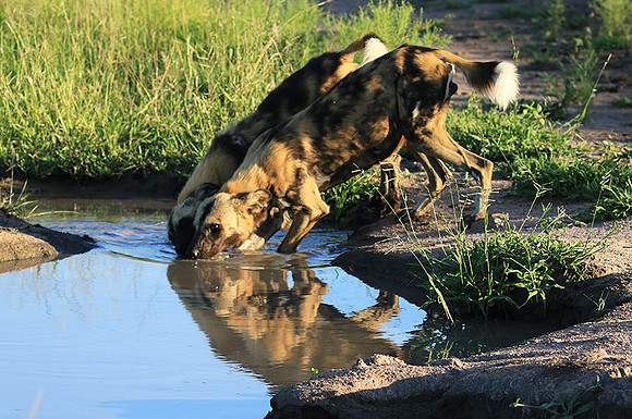 At Londolozi game reserve