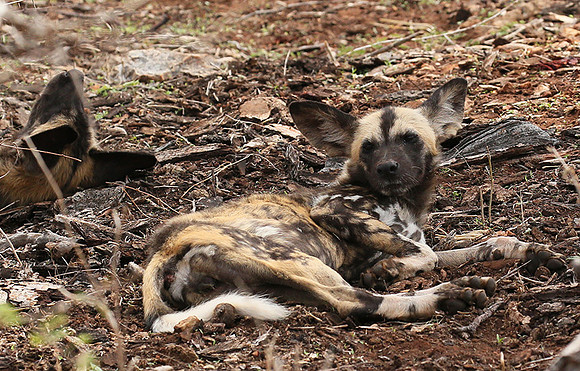 At Madikwe game reserve