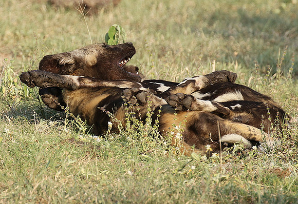 At Lion Sands