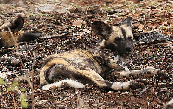 At Madikwe game reserve