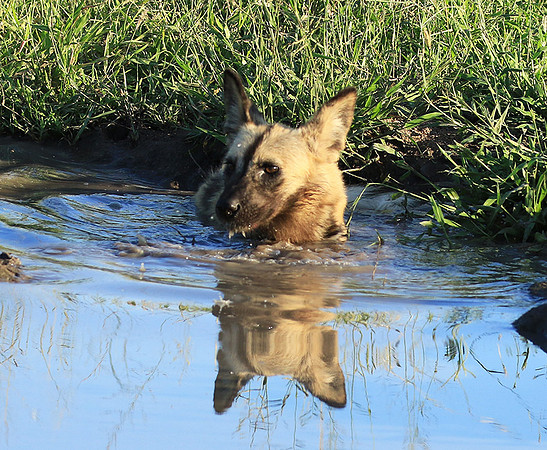 At Londolozi game reserve
