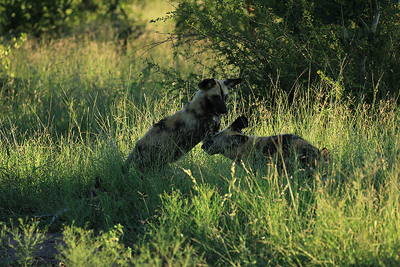 At Londolozi game reserve