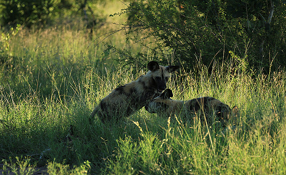 At Londolozi game reserve