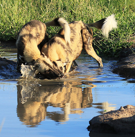 At Londolozi game reserve