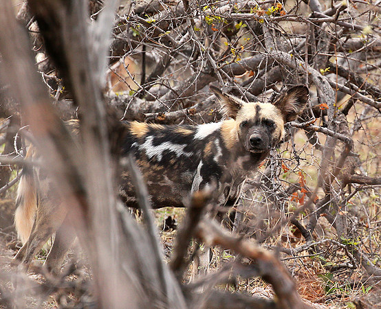 At Madikwe game reserve