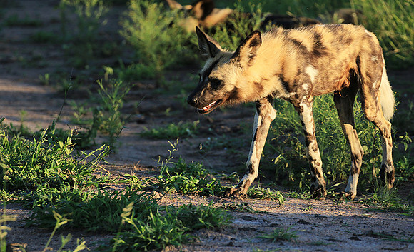 At Londolozi game reserve
