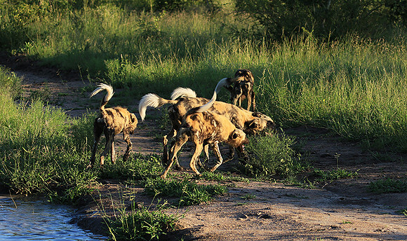 At Londolozi game reserve