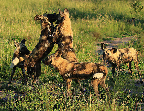 Londolozi game reserve