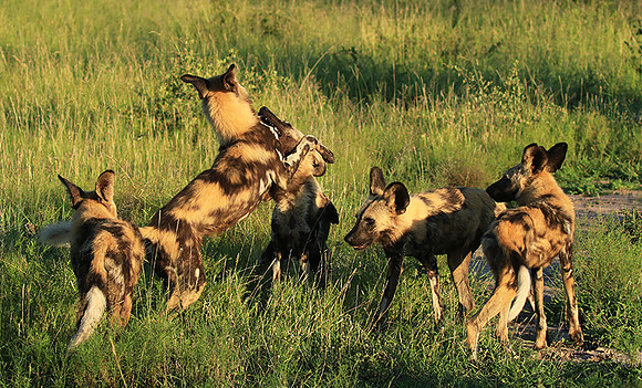At Londolozi game reserve