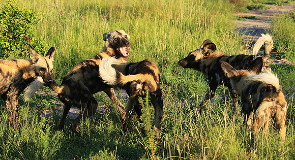 At Londolozi game reserve