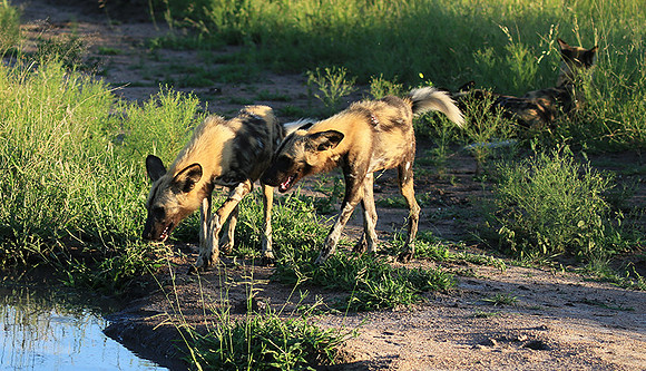 At Londolozi game reserve