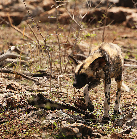 At Madikwe game reserve