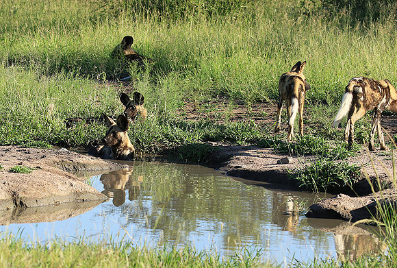 Londolozi Game Reserve