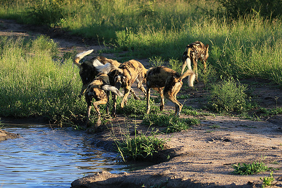 At Londolozi game reserve