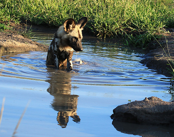 Londolozi game reserve