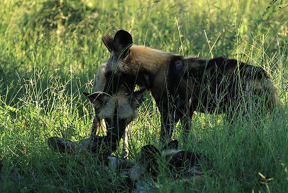 Londolozi Game Reserve