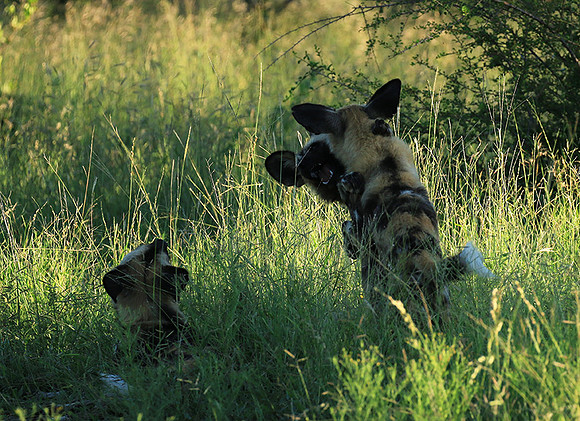 At Londolozi game reserve