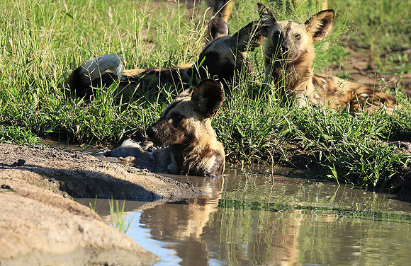 Londolozi Game Reserve