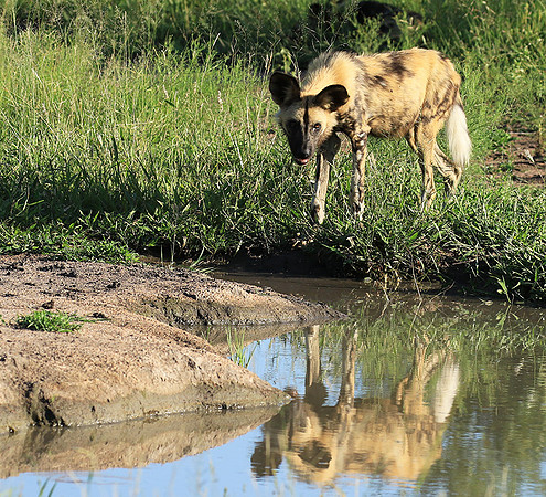 Londolozi Game Reserve