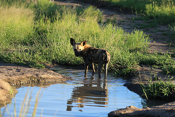 At Londolozi game reserve