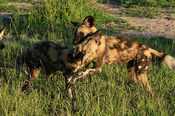 At Londolozi game reserve