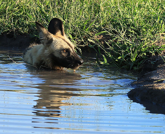 At Londolozi game reserve