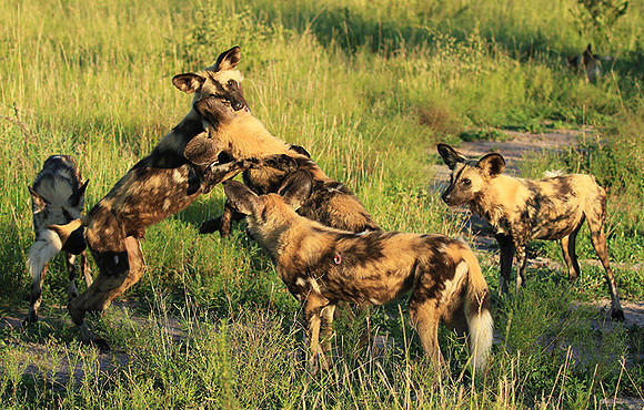 At Londolozi game reserve