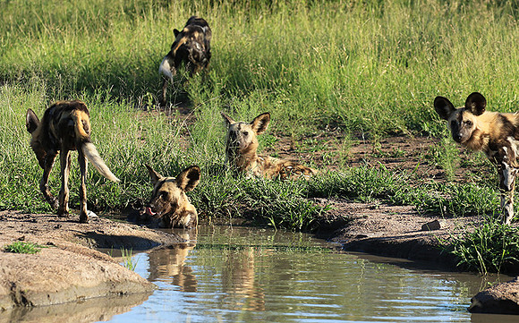 Londolozi Game Reserve