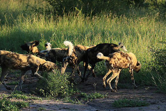 At Londolozi game reserve