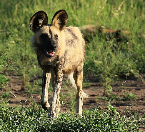 Londolozi Game Reserve