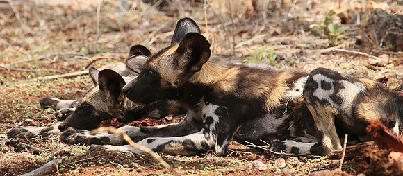 At Madikwe game reserve