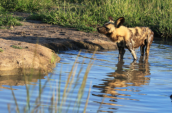 Londolozi game reserve