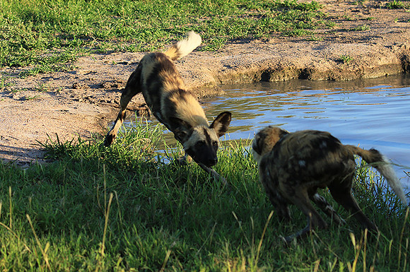 At Londolozi game reserve