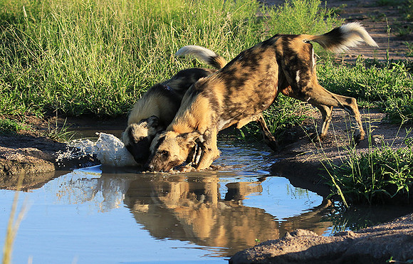 At Londolozi game reserve