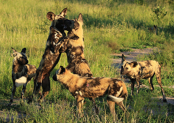 Londolozi game reserve