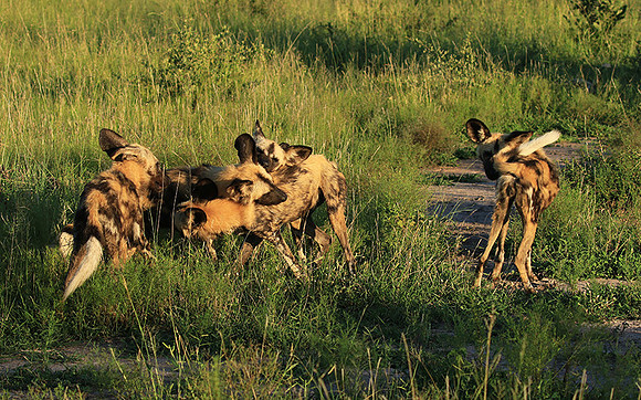 At Londolozi game reserve