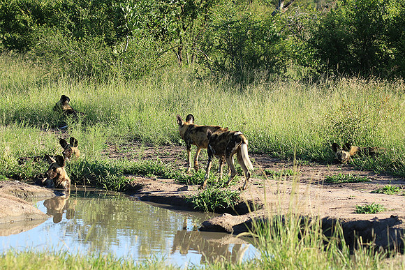 Londolozi Game Reserve