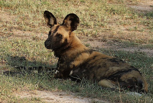 At Lion Sands