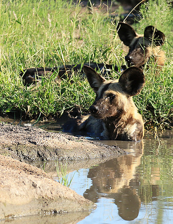 Londolozi Game Reserve