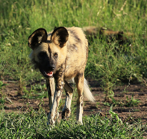 Londolozi Game Reserve
