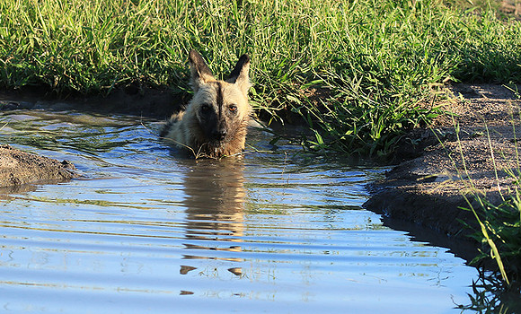 At Londolozi game reserve