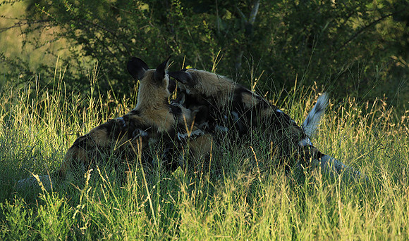 At Londolozi game reserve